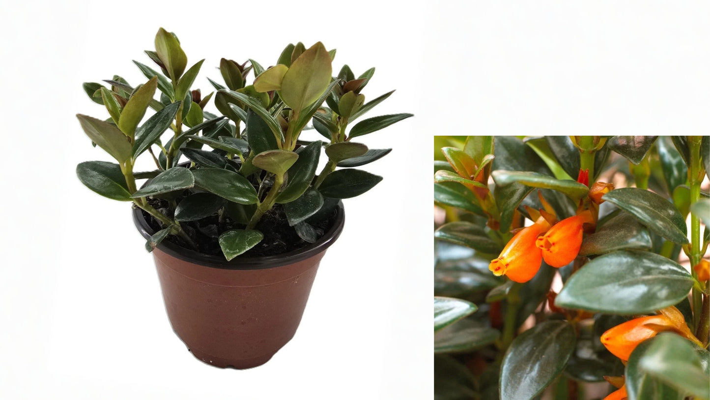 Black Goldfish Plant Live Houseplant in 4 Inch Nursery Pot – Nematanthus gregarius