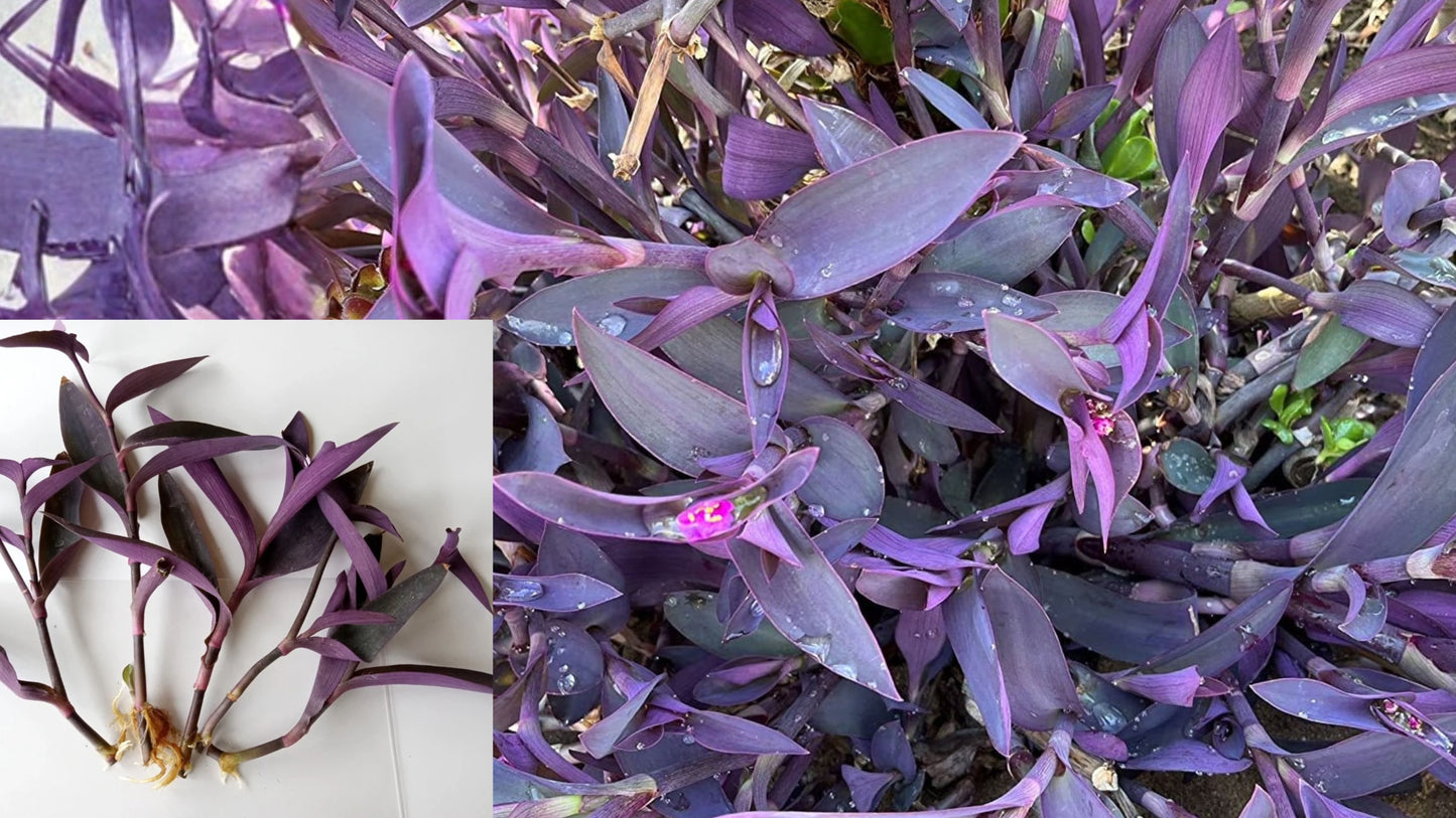 5+ Purple Heart Cuttings – Tradescantia pallida – Live Plant