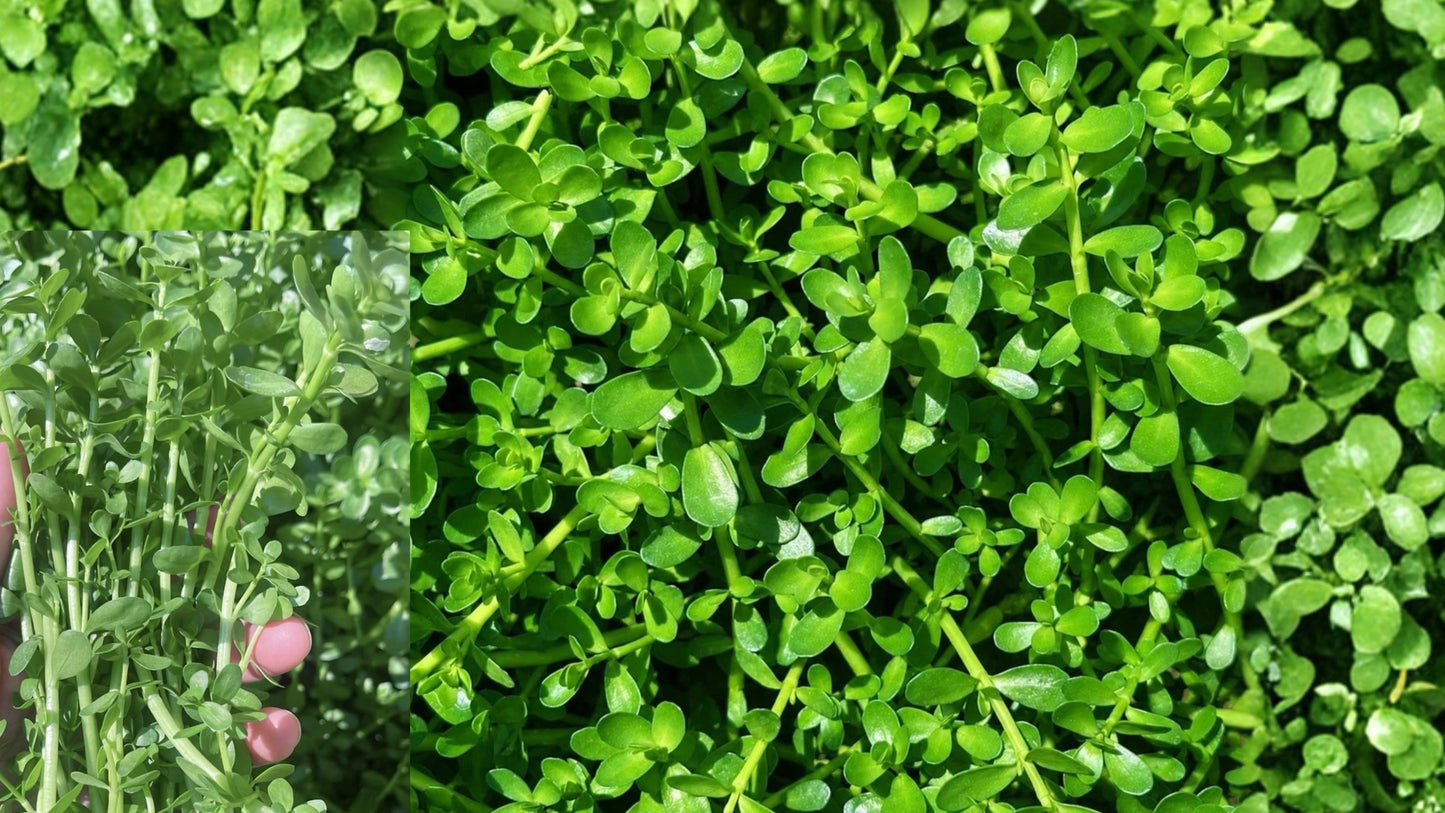 15+ Bacopa Live Aquarium Plant Stems – 4–6 Inch Aquatic Plants