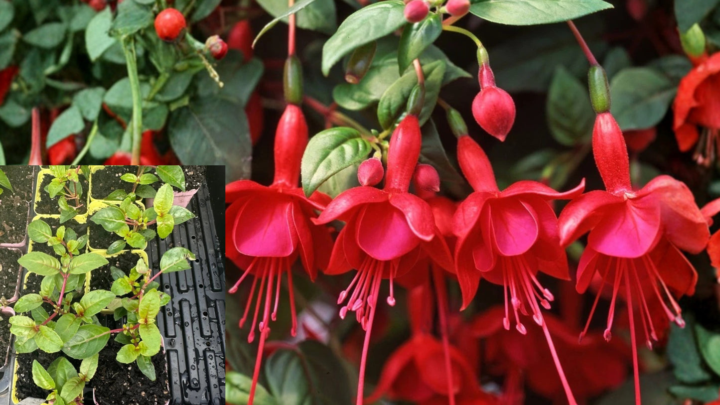 Marinka Fuchsia Live Plant – 3–5 Inch Starter in 5 Inch Pot