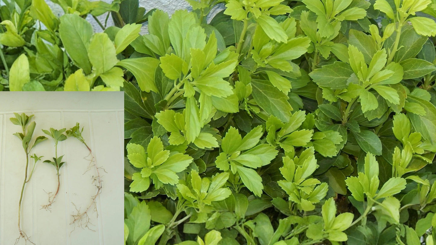 Japanese Spurge Pachysandra 75 Bare Root Plants – Evergreen Ground Cover