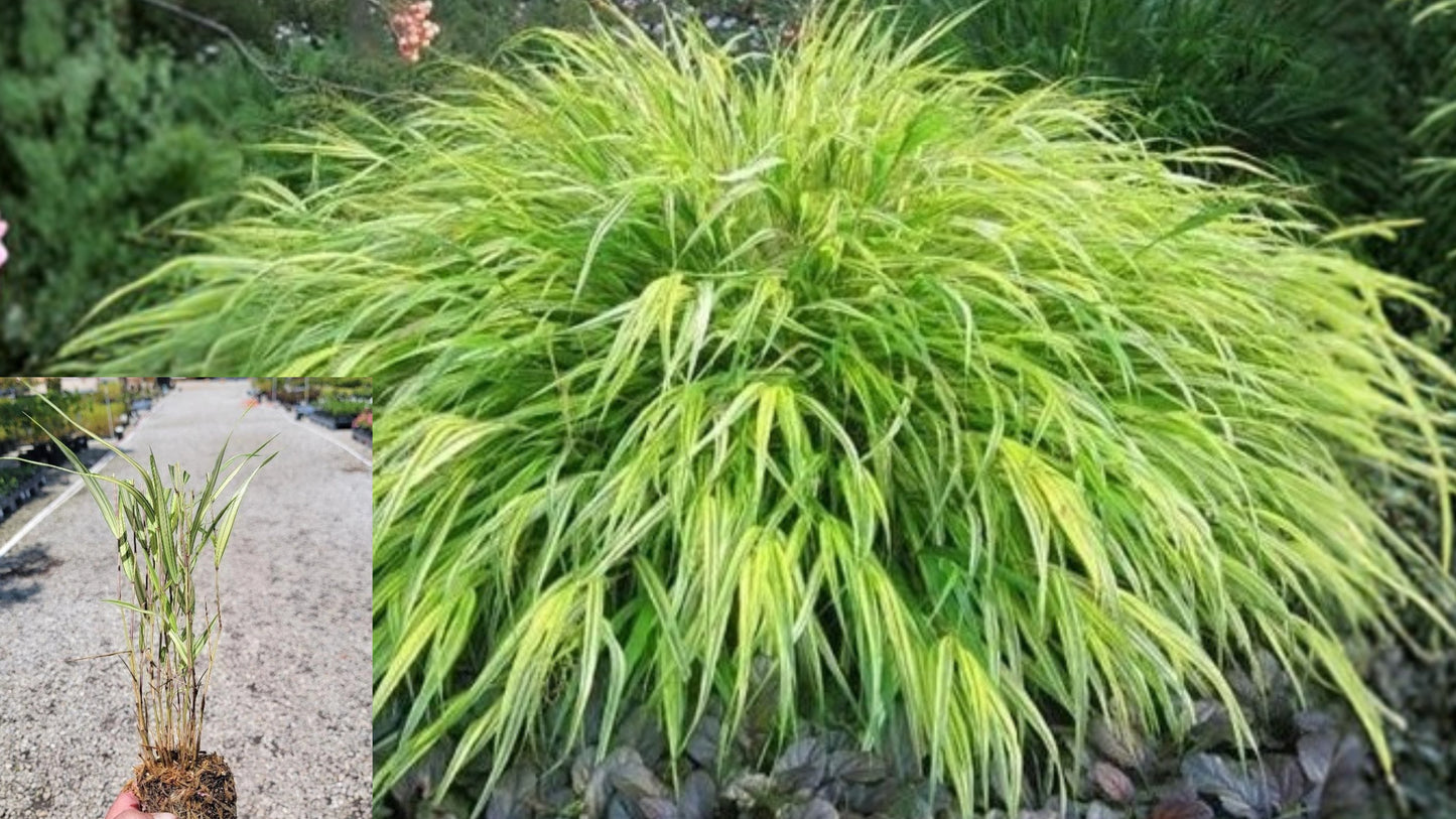 Aureola Japanese Forest Grass Live Starter Plant – Hakonechloa macra