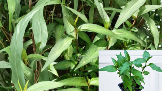5 Live Vietnamese Coriander (Rau Răm) Plants 8–10" Tall – Persicaria odorata