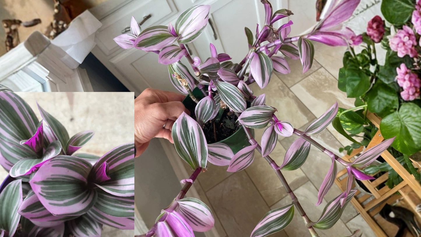 Tradescantia Nanouk Fantasy Venice Live Plant – Bare Root – Variegated