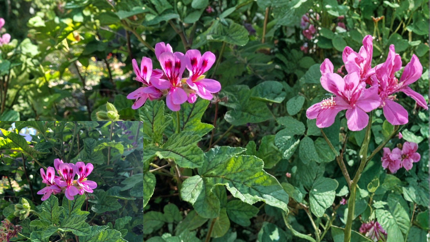 Lavender Pink Pepper-Scented Geranium 4 Cuttings – Live Plant