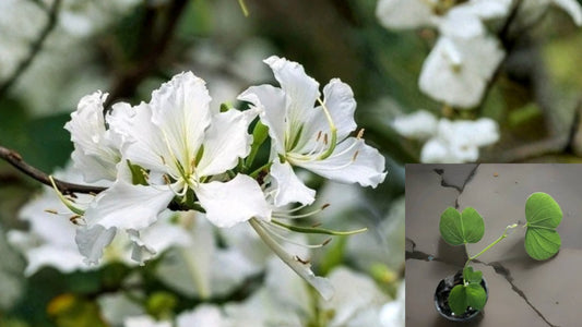 White Hong Kong Orchid Tree Live Plant 12–18 Inches Tall – 4 Inch Pot – Bauhinia × blakeana 'Alba'