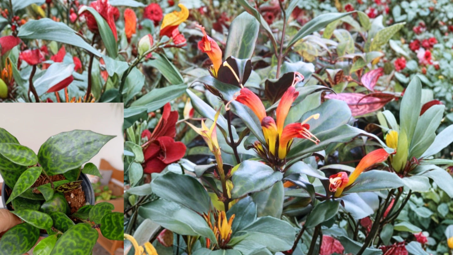 Black Pagoda Lipstick Plant Live – 3" Pot – Trailing Houseplant