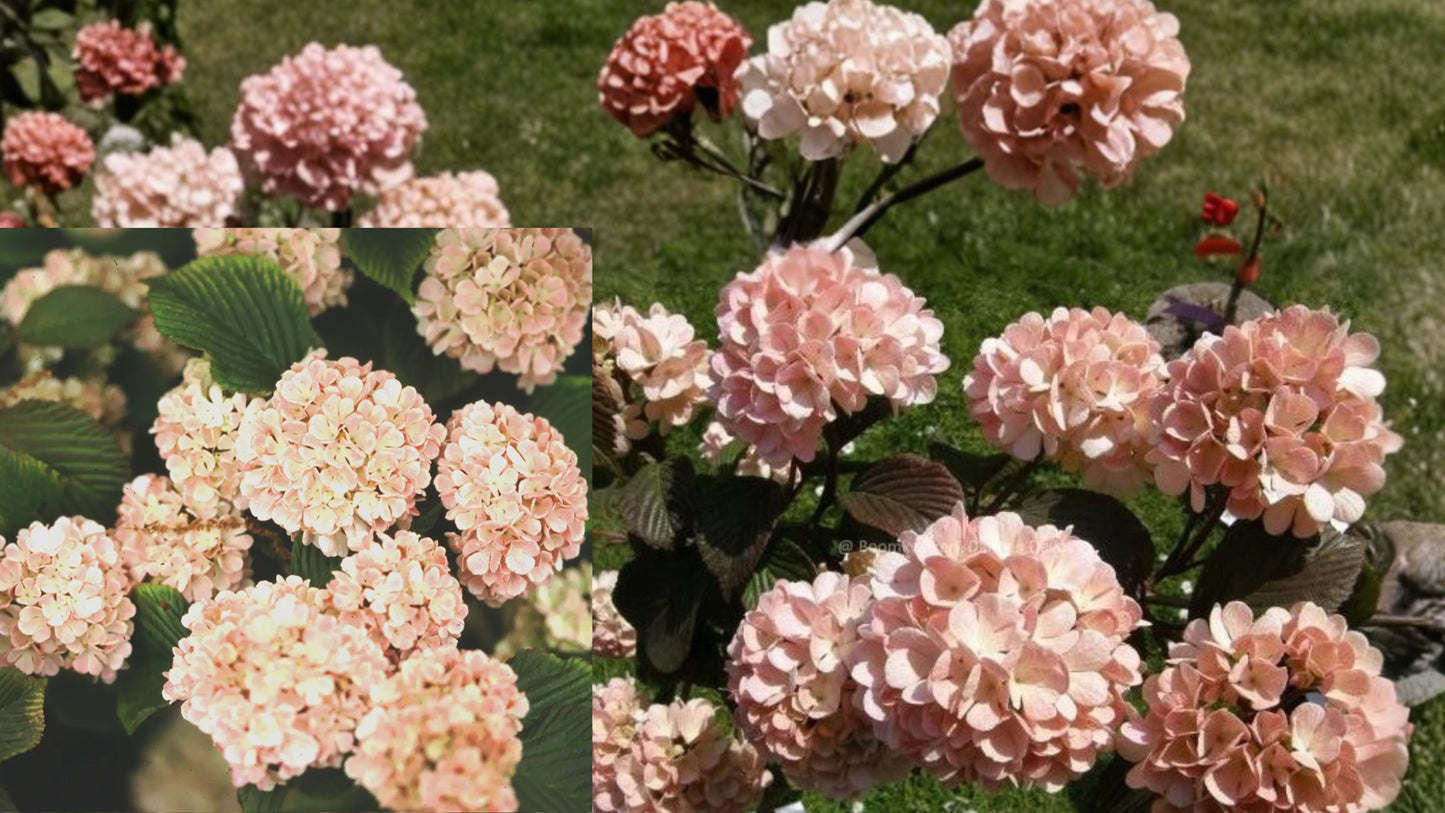 Mary Milton Viburnum Live Plant – 1 Plant – 3.5" Pot – Pink Flowers