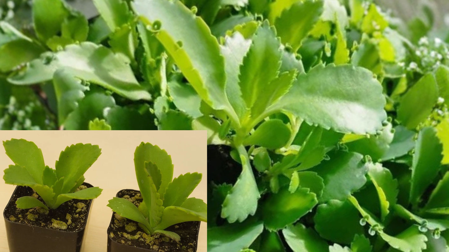 Mother of Thousands Live Succulent – 2" Pot – Kalanchoe