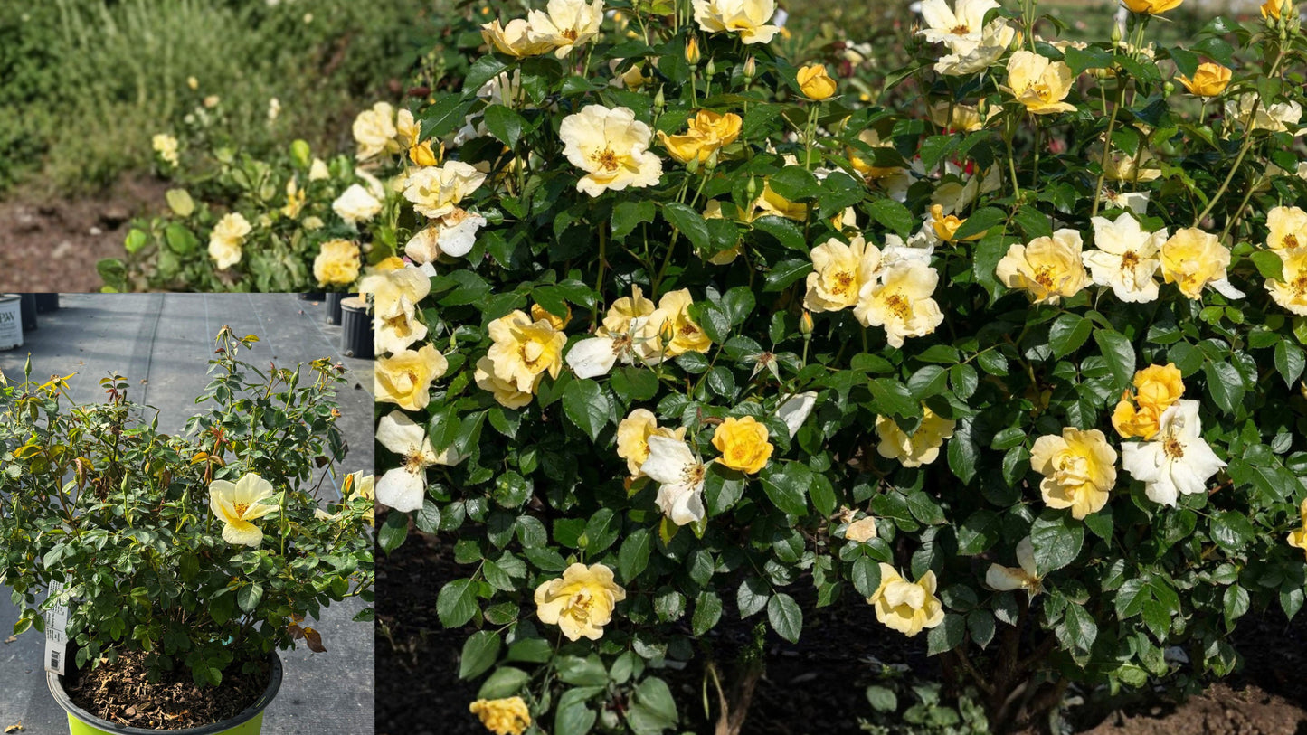 Easy Bee-zy Knock Out Rose Live Plant – 1 Quart Yellow Rosa