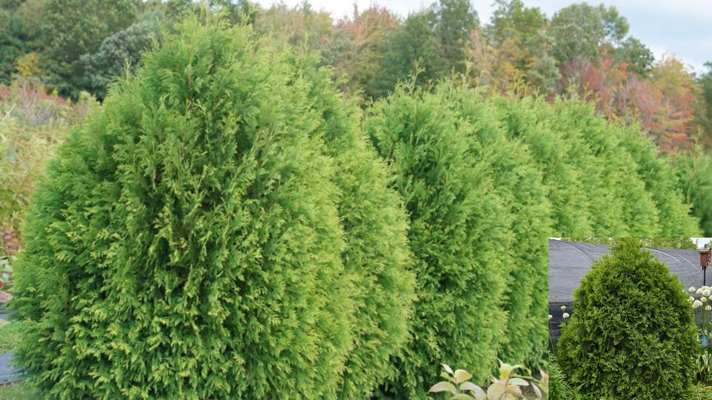 Arborvitae Live Plant – Thuja occidentalis – Evergreen Landscape Plant