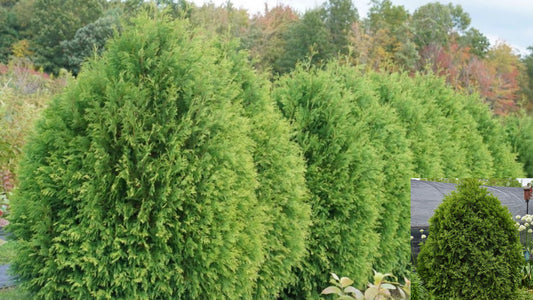 Arborvitae Live Plant – Thuja occidentalis – Evergreen Landscape Plant