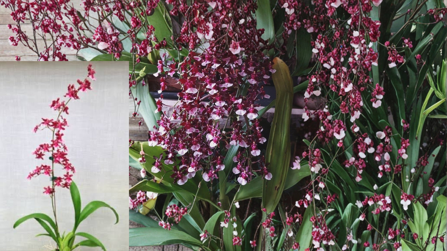 Oncidium Sherry Baby 'Sweet Fragrance' Live Orchid Plant – 1B – Oncidium Hybrid
