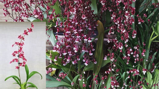 Oncidium Sherry Baby 'Sweet Fragrance' Live Orchid Plant – 1B – Oncidium Hybrid