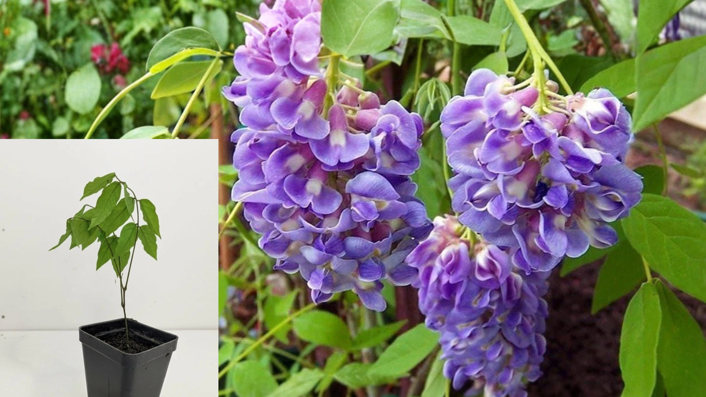Amethyst Falls Wisteria Live Plant – 1 Plant – Approx. 5 Inch Vine