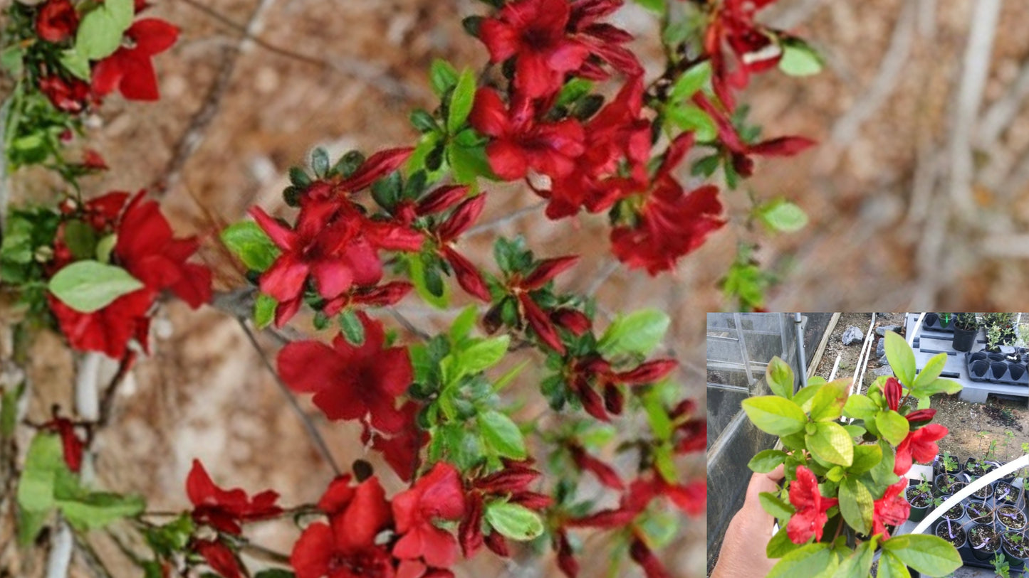 Midnight Flare Azalea Live Plant 1 Quart – Rhododendron 'Midnight Flare'