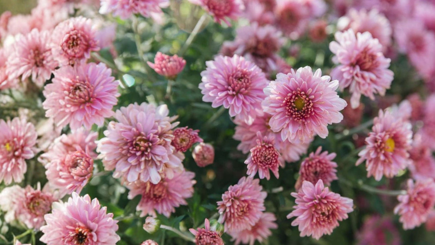 Chrysanthemum Live Plant Plug – Well-Rooted Garden Mum