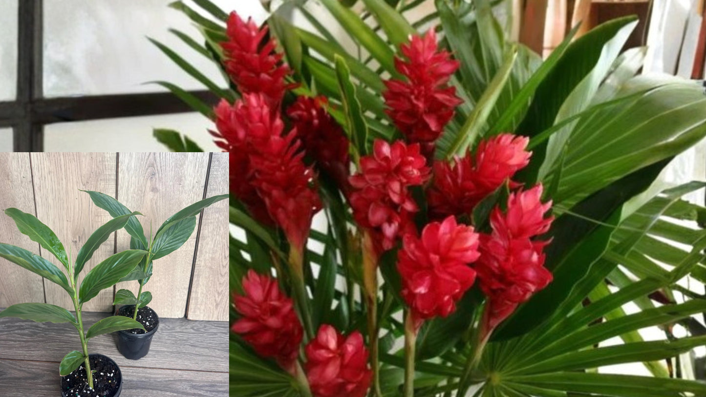 Red Ginger Live Plant – 6–10 Inch Potted – Alpinia purpurata