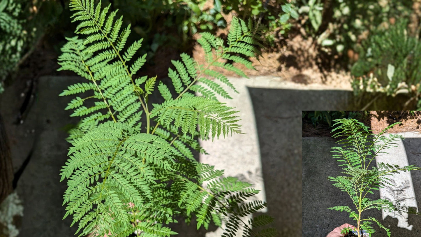 Blue Jacaranda 3 Live Plants – 12 Inch Jacaranda mimosifolia Seedlings