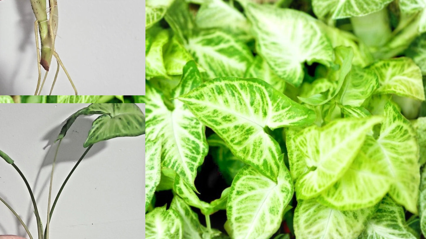 Arrowhead Plant Rooted Cutting – 3-Node Syngonium podophyllum Live Plant
