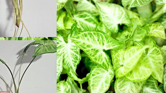 Arrowhead Plant Rooted Cutting – 3-Node Syngonium podophyllum Live Plant
