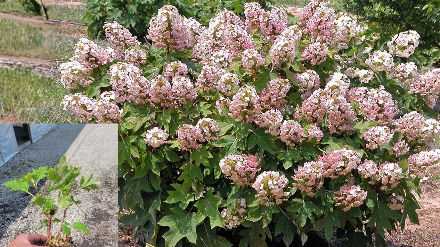 Munchkin Dwarf Oakleaf Hydrangea Live Plant – 1 Pint – Hydrangea quercifolia