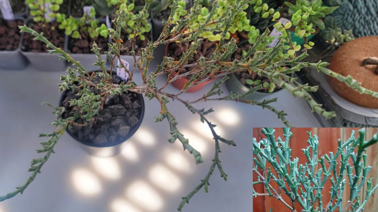 Staghorn Ice Plant Live Succulent – Smicrostigma viride – 4.5" Pot