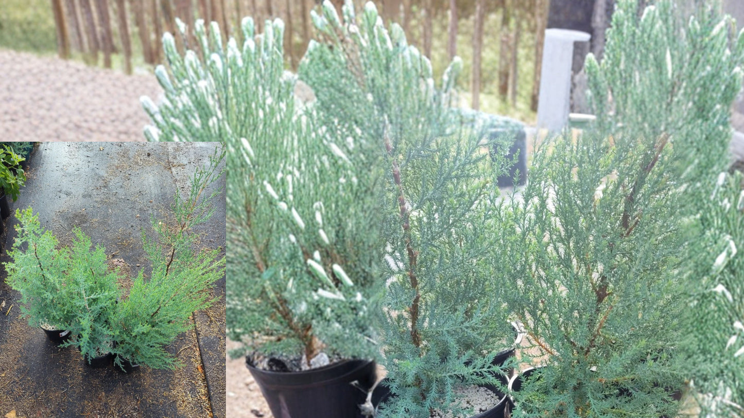 Monterey Cypress Live Tree – 1 Gallon Pot – Hesperocyparis macrocarpa