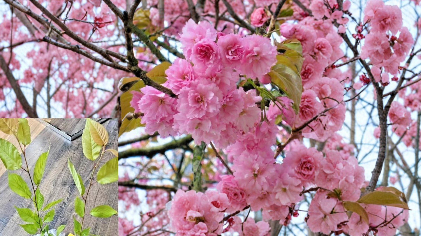 Kwanzan Flowering Cherry Live Plant – 8–14" Tall – Prunus serrulata