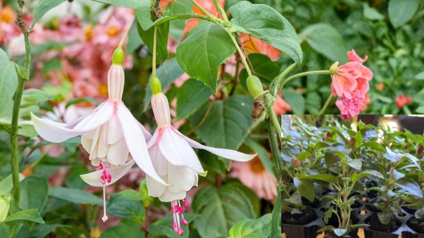 Annabelle White Fuchsia Live Plant 5 Inch Pot – Fuchsia Hybrid