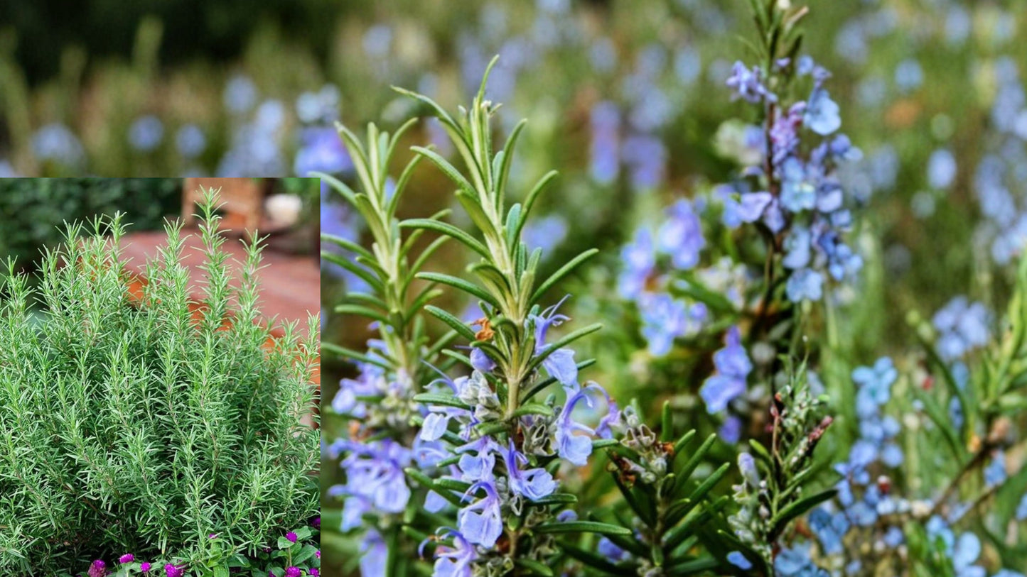 Upright Rosemary Live Plant – 2 Plants in 1 Pot – 6–8 Inch Rosmarinus officinalis