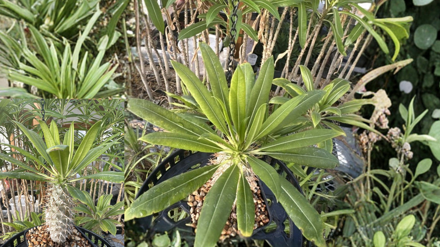 Pachypodium fiherense Seed Grown Live Plant – Succulent Caudiciform