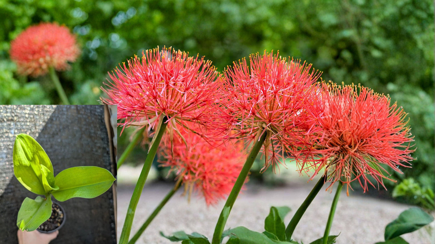 African Blood Lily Live Rooted Plant – Bare Root – Haemanthus