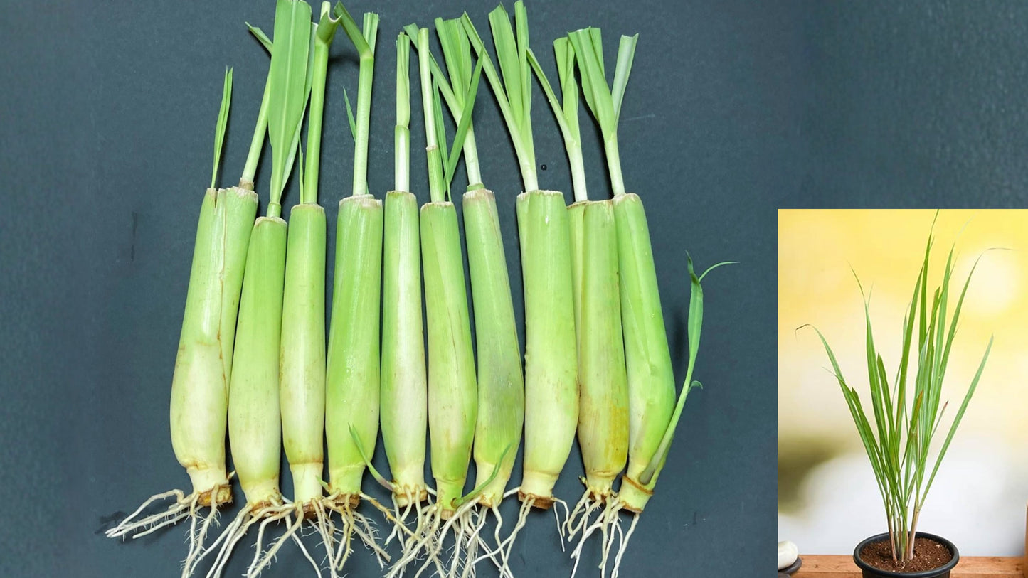 10 Pack Lemongrass Live Plants 7–10 Inches Tall – Hydroponic Rooted – Cymbopogon citratus