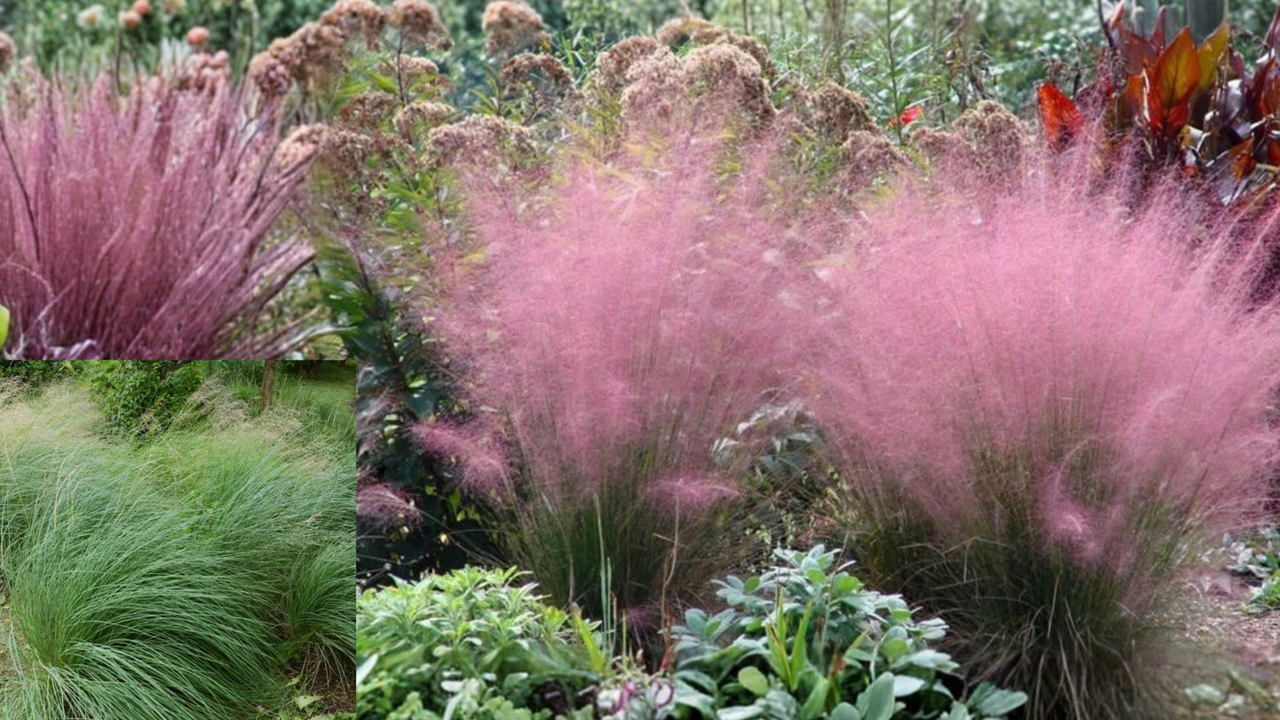 Live Pink Muhly Grass Plant – 5–8 Inch Starter – Ornamental Grass