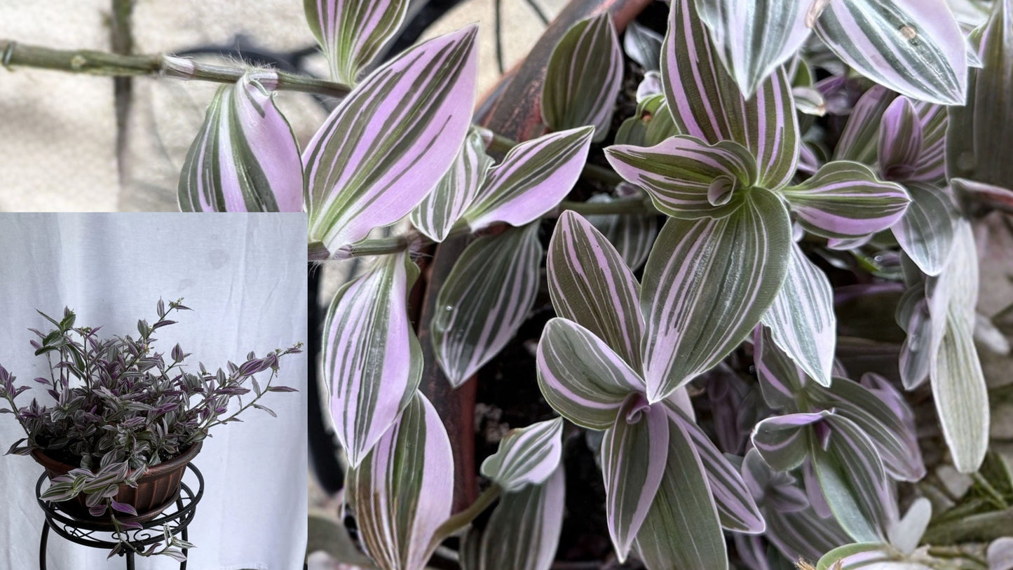 4 Variegated Tradescantia Lavender Cuttings – 4–6 Inch – Live Houseplant