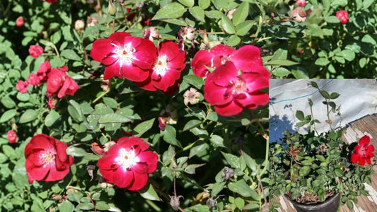 Martha Gonzales Rose 1 Gallon Live Plant – Fully Rooted – Rosa