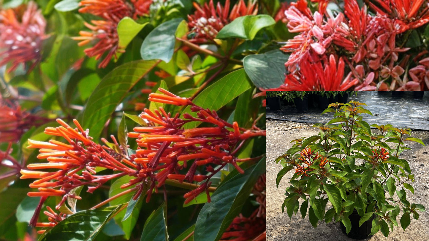 Mexican Firebush 2 Live Plants – 4–6 Inch Hamelia patens