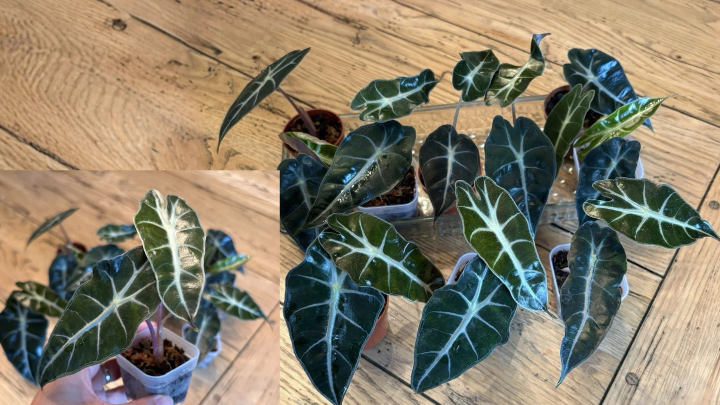 Alocasia Amazonica Polly Live Plant – 1 Plant – 2" Pot – African Mask