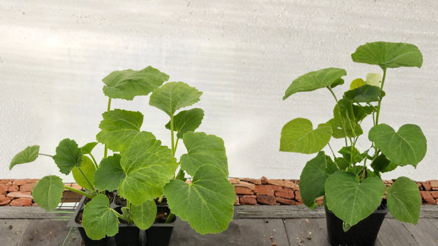 Crookneck Summer Squash Live Plant – Cucurbita pepo – 3–12 Inch