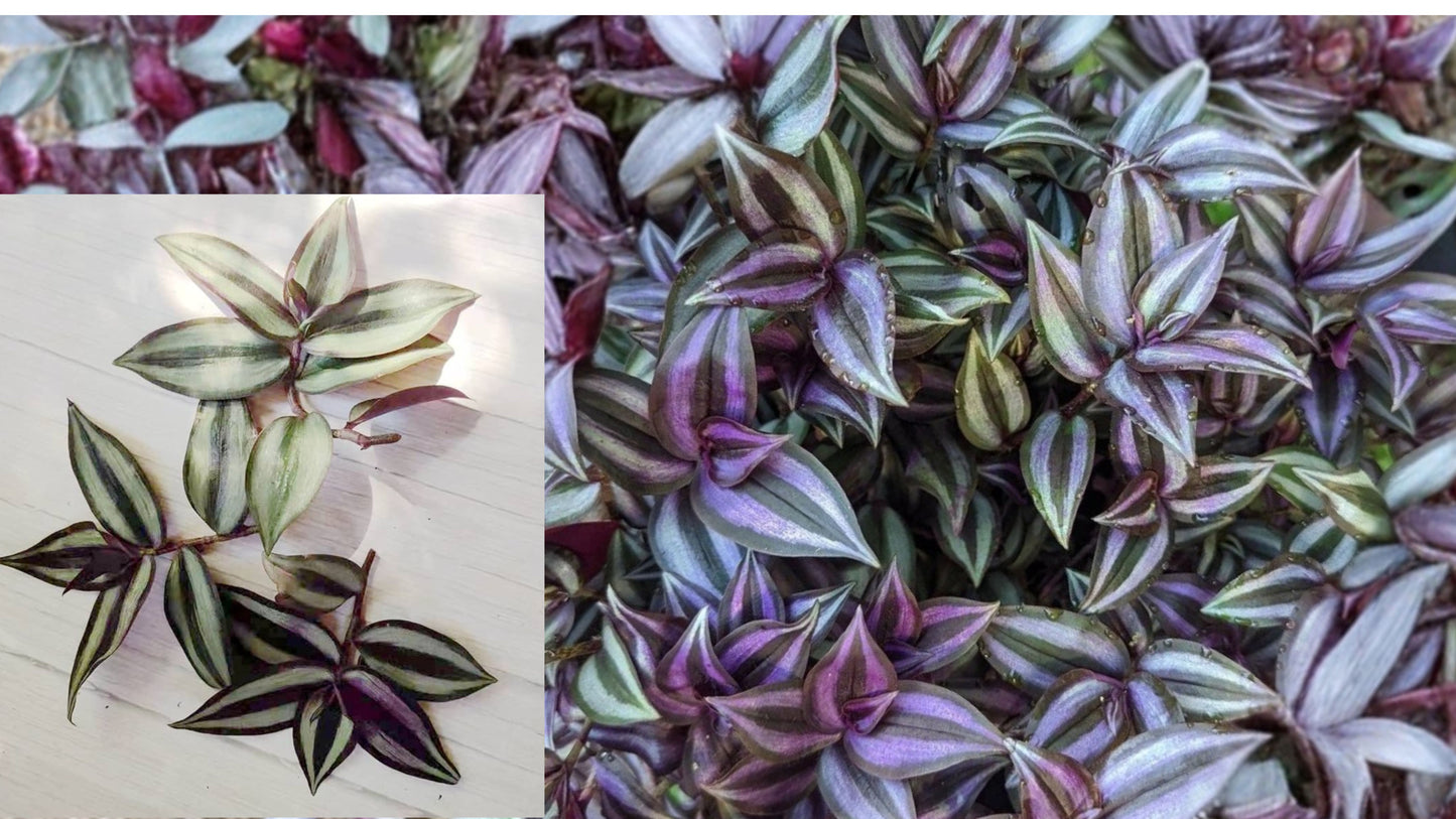 10 Tradescantia Zebrina Cuttings – No Roots – Wandering Jew Plant