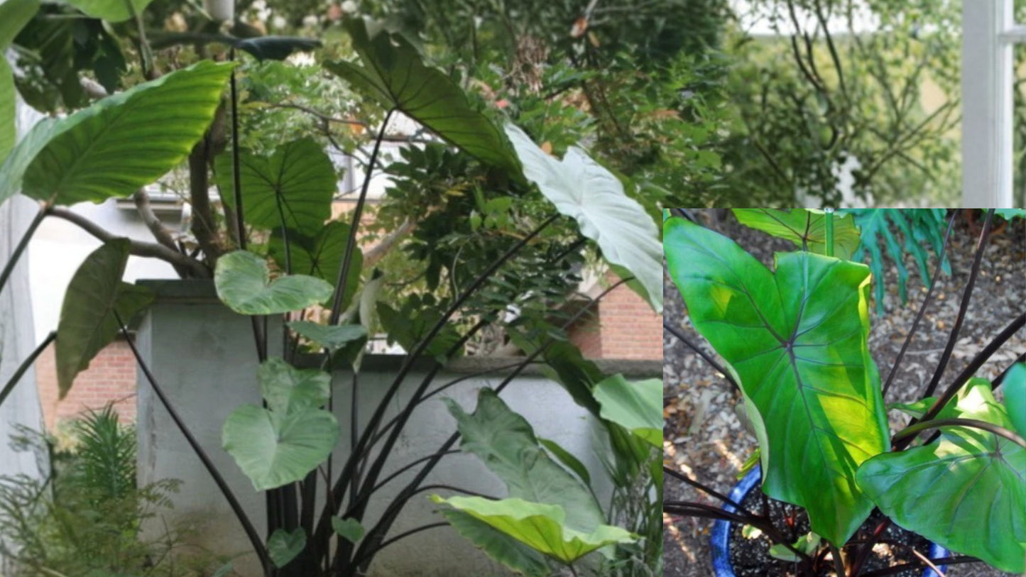 Fontanesii Colocasia Live Plant – 5–8 Inch – Dark Stem Elephant Ear