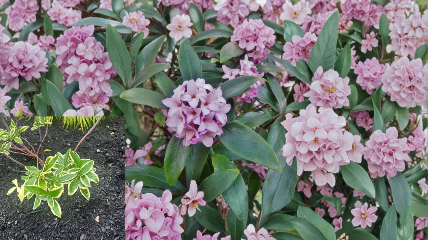 Variegated Winter Daphne 1 Unrooted 6-Inch Cutting – Daphne odora