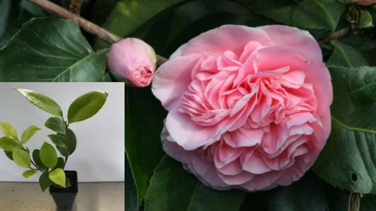 Debutante Pink Camellia Japonica Live Starter Plant – Camellia japonica 'Debutante'
