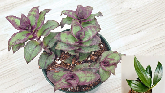 Tradescantia 'Dragon Tail' Live Plant 4 Inch Pot – Trailing Houseplant