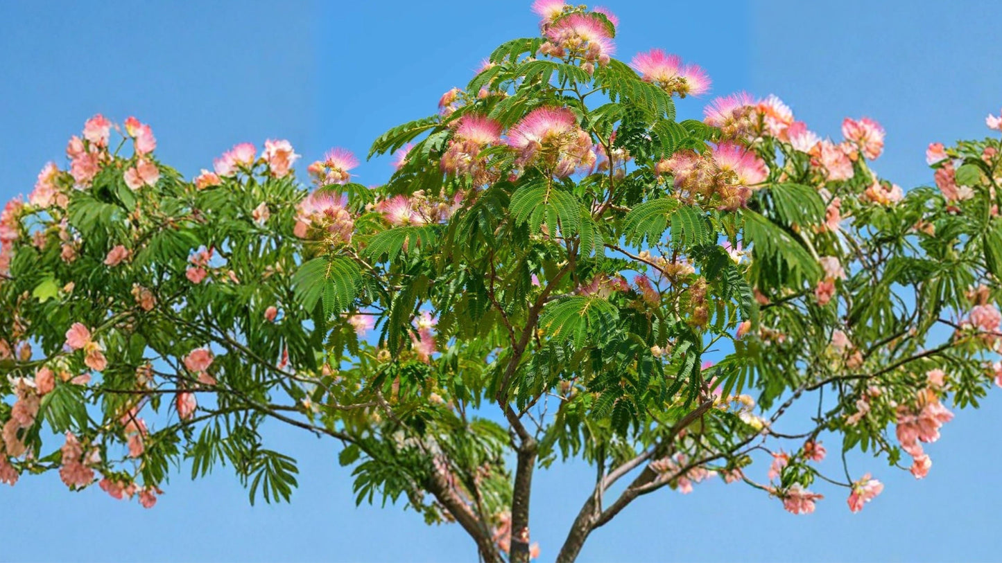 Pink Mimosa Tree 3 Bare Root Seedlings – 4+ Inch Saplings