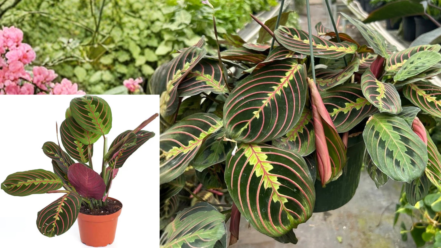 Maranta Red Prayer Plant Live Hanging Houseplant – Maranta leuconeura var. erythroneura