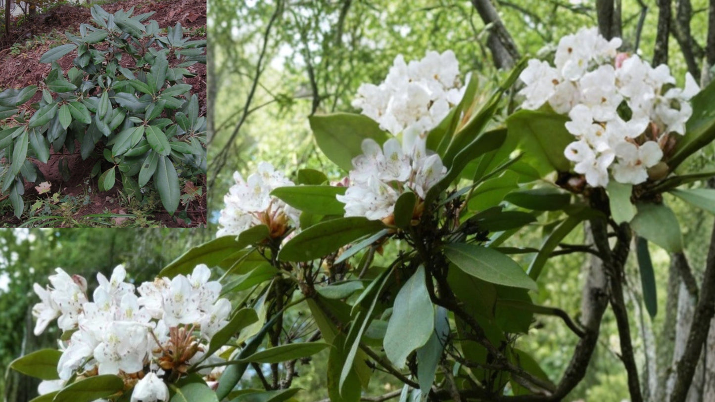 Rosebay Rhododendron Live Plant 6–12" Tall – Rhododendron maximum (Great Laurel)