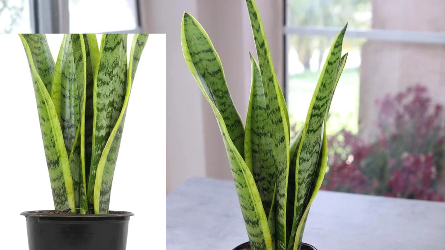 Laurentii Snake Plant Live Indoor Outdoor Plant – Dracaena trifasciata