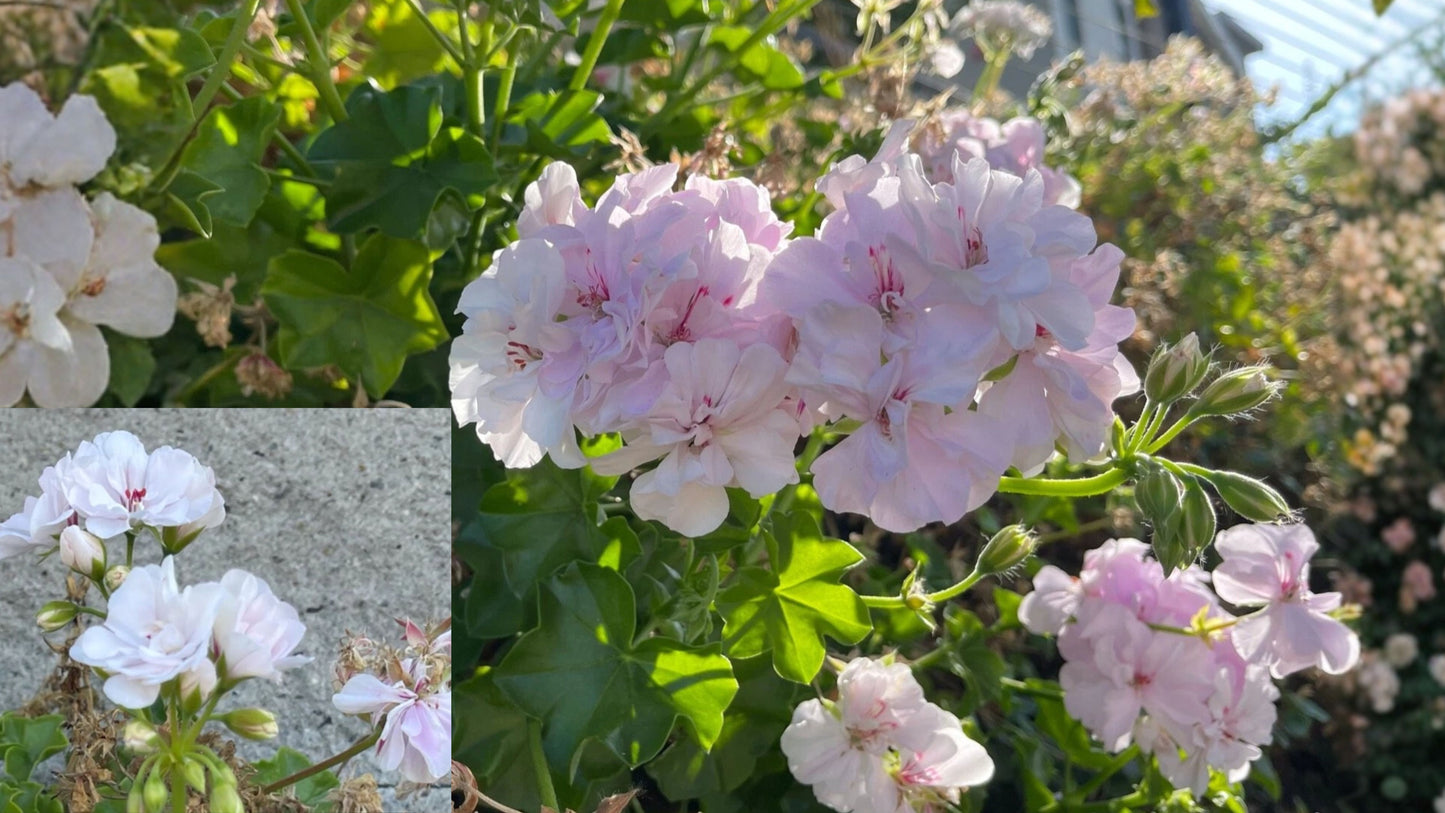 2 White Pink Ivy Geranium Cuttings – 6 Inch – Pelargonium peltatum
